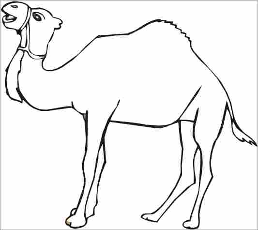 Dibujo para colorear: Dromedario (Animales) #5896 - Dibujos para Colorear e Imprimir Gratis