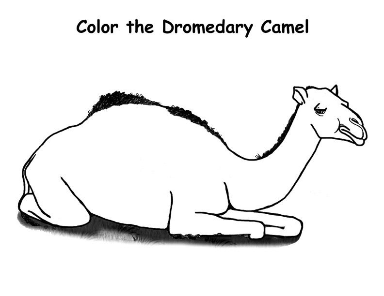 Dibujo para colorear: Dromedario (Animales) #5921 - Dibujos para Colorear e Imprimir Gratis