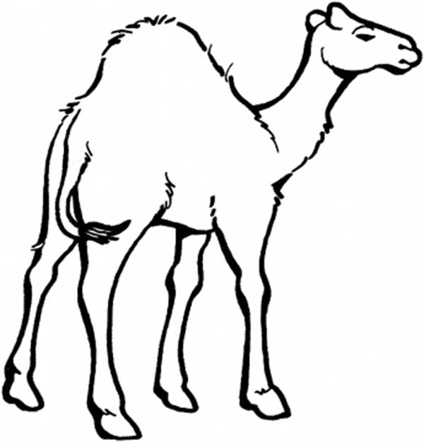 Dibujo para colorear: Dromedario (Animales) #5935 - Dibujos para Colorear e Imprimir Gratis