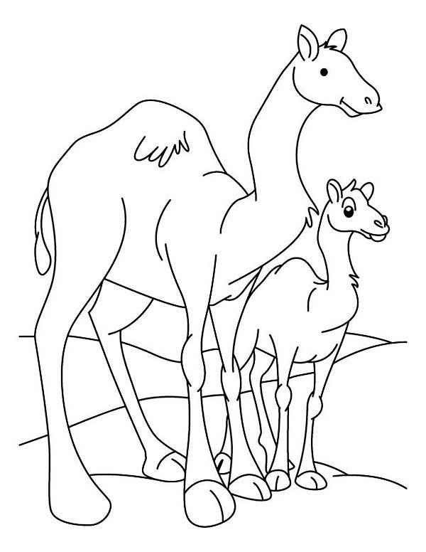 Dibujo para colorear: Dromedario (Animales) #5940 - Dibujos para Colorear e Imprimir Gratis