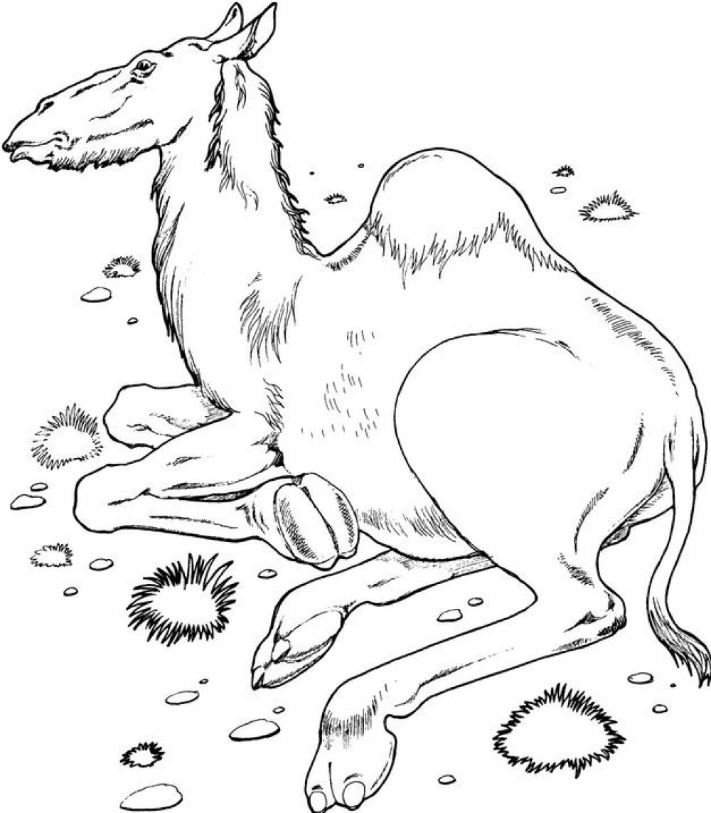 Dibujo para colorear: Dromedario (Animales) #5979 - Dibujos para Colorear e Imprimir Gratis
