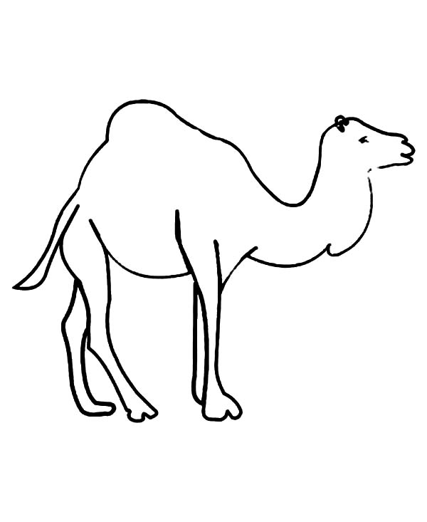 Dibujo para colorear: Dromedario (Animales) #6079 - Dibujos para Colorear e Imprimir Gratis