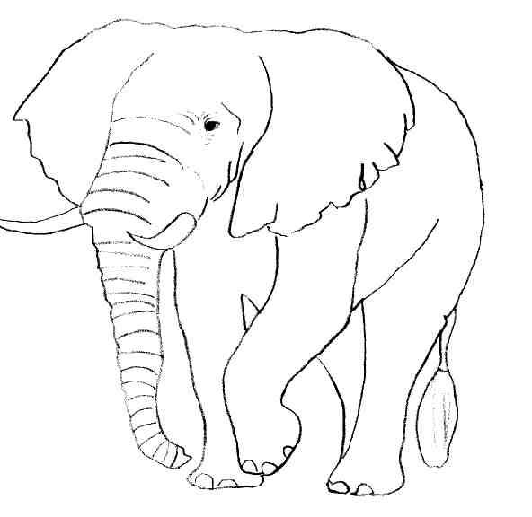 Dibujo para colorear: Elefante (Animales) #6316 - Dibujos para Colorear e Imprimir Gratis