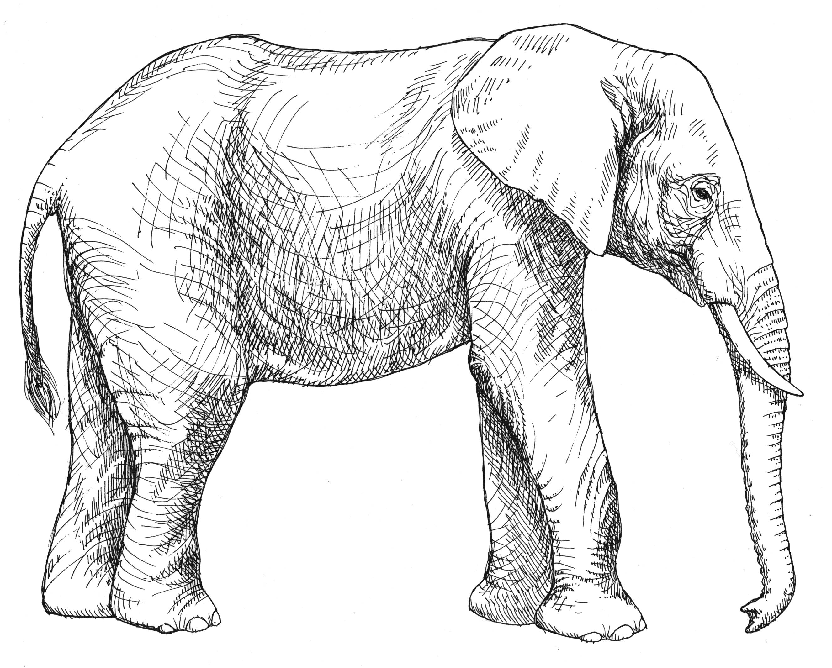 Elefante Animales Páginas Para Colorear