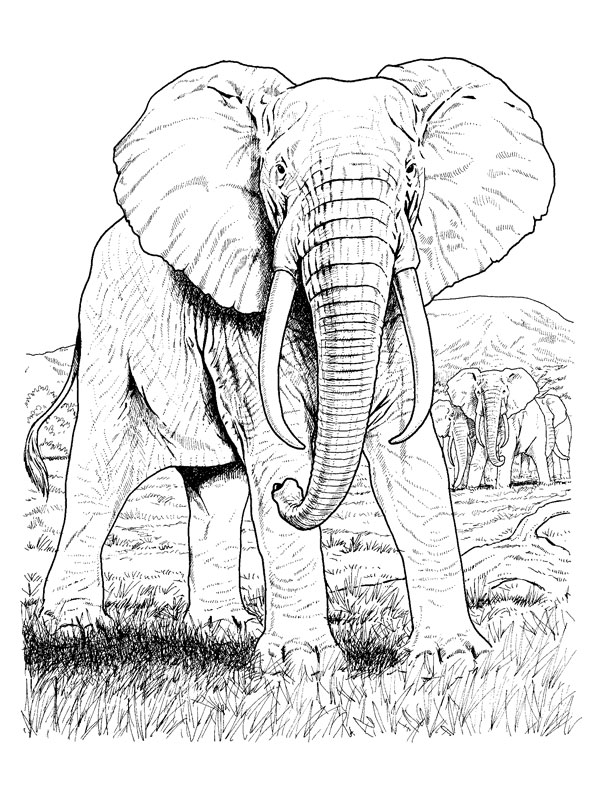 Dibujo para colorear: Elefante (Animales) #6395 - Dibujos para Colorear e Imprimir Gratis