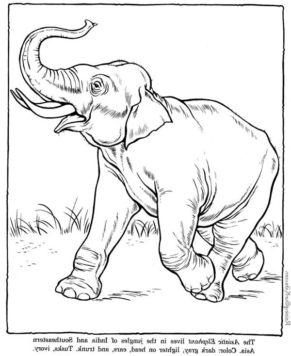 Dibujo para colorear: Elefante (Animales) #6442 - Dibujos para Colorear e Imprimir Gratis
