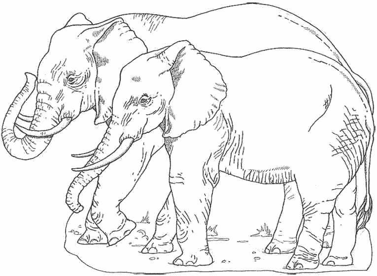 Dibujo para colorear: Elefante (Animales) #6486 - Dibujos para Colorear e Imprimir Gratis