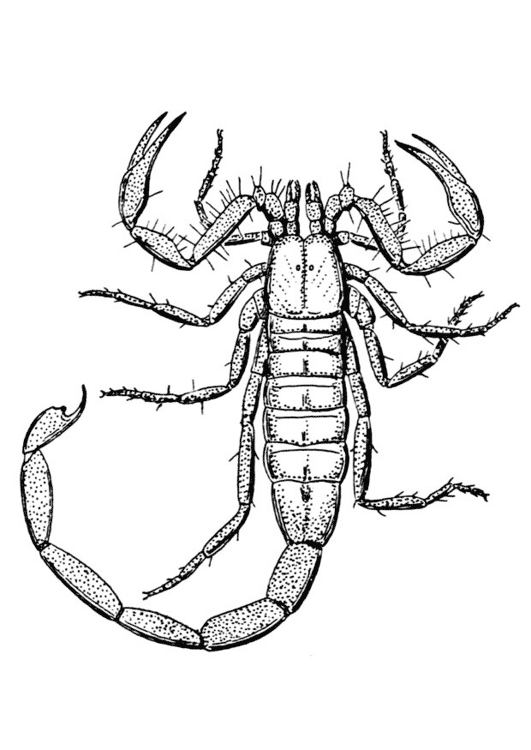 Dibujo para colorear: Escorpión (Animales) #14543 - Dibujos para Colorear e Imprimir Gratis