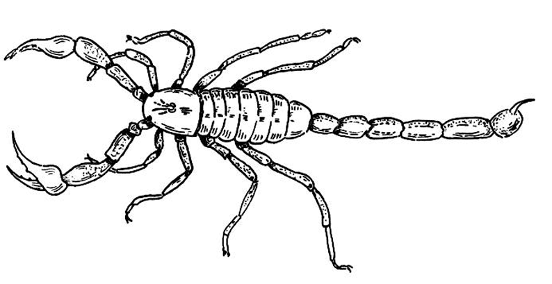 Dibujo para colorear: Escorpión (Animales) #14544 - Dibujos para Colorear e Imprimir Gratis