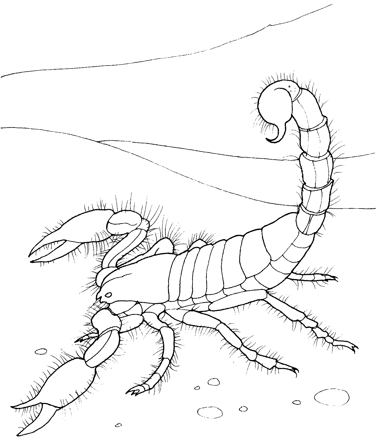 Dibujo para colorear: Escorpión (Animales) #14553 - Dibujos para Colorear e Imprimir Gratis