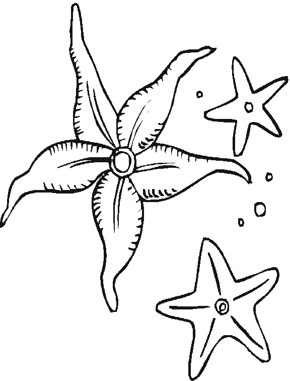 Dibujo para colorear: Estrella de mar (Animales) #6709 - Dibujos para Colorear e Imprimir Gratis