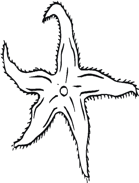 Dibujo para colorear: Estrella de mar (Animales) #6716 - Dibujos para Colorear e Imprimir Gratis