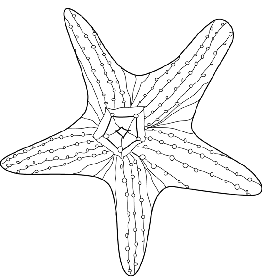Dibujo para colorear: Estrella de mar (Animales) #6744 - Dibujos para Colorear e Imprimir Gratis