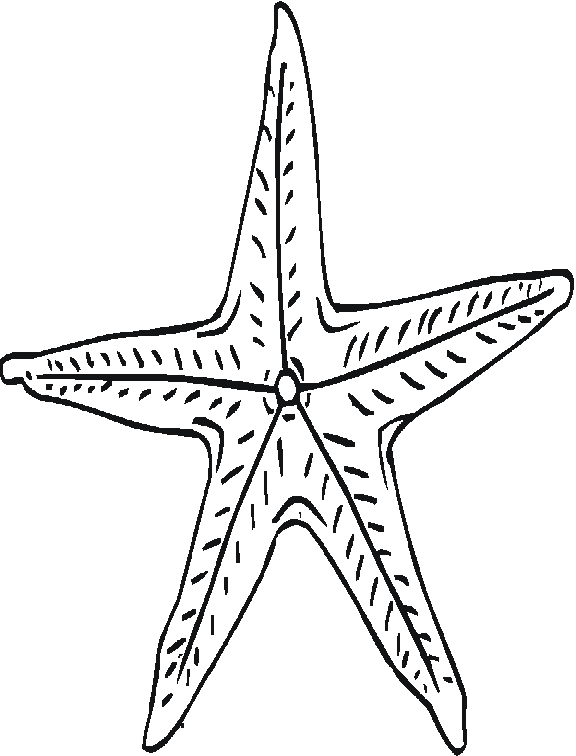 Dibujo para colorear: Estrella de mar (Animales) #6763 - Dibujos para Colorear e Imprimir Gratis