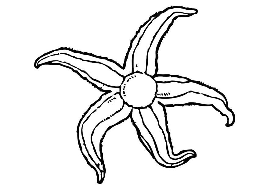 Dibujo para colorear: Estrella de mar (Animales) #6769 - Dibujos para Colorear e Imprimir Gratis