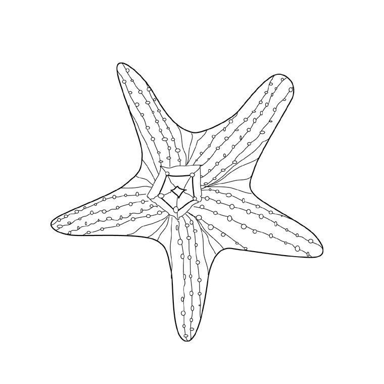Dibujo para colorear: Estrella de mar (Animales) #6771 - Dibujos para Colorear e Imprimir Gratis