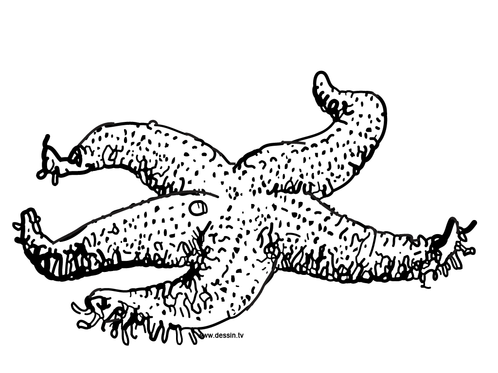 Dibujo para colorear: Estrella de mar (Animales) #6787 - Dibujos para Colorear e Imprimir Gratis