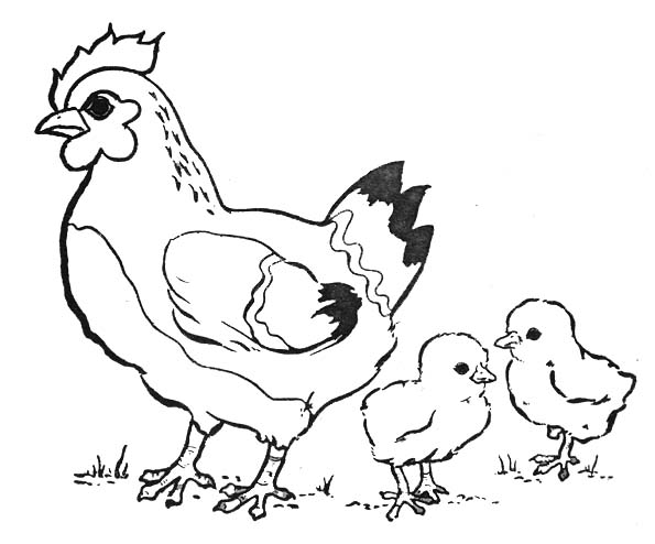 Dibujo para colorear: Gallina (Animales) #17438 - Dibujos para Colorear e Imprimir Gratis
