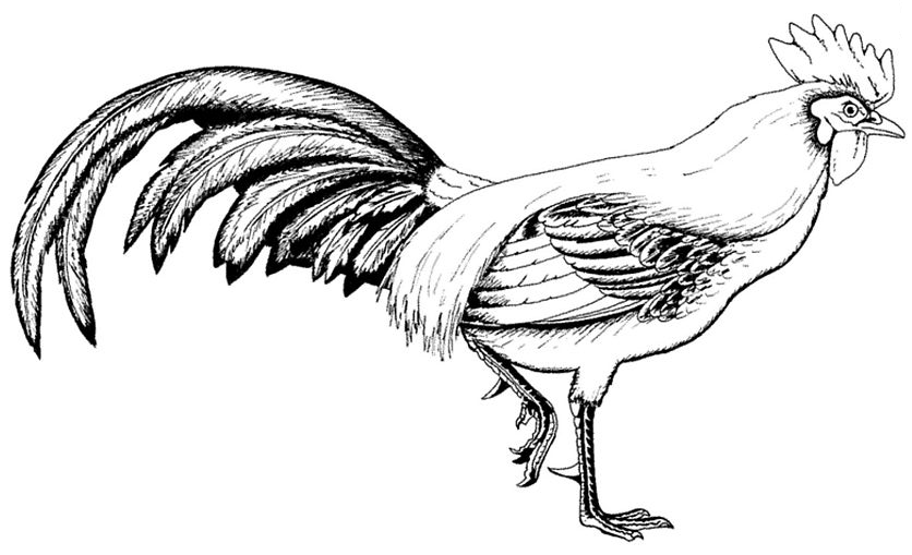 Dibujo para colorear: Gallo (Animales) #4099 - Dibujos para Colorear e Imprimir Gratis