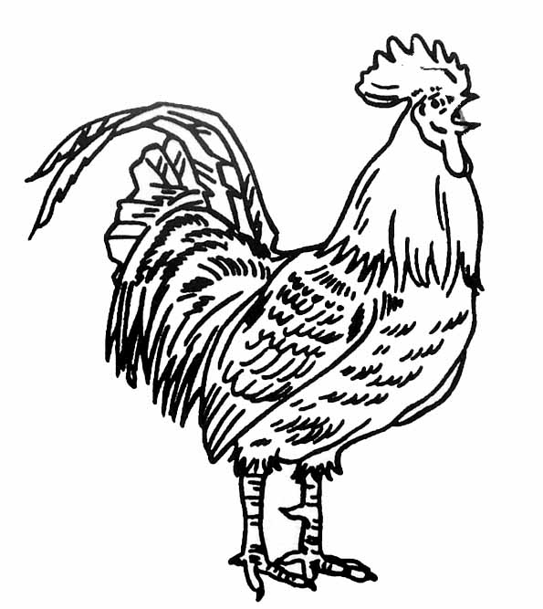 Dibujo para colorear: Gallo (Animales) #4104 - Dibujos para Colorear e Imprimir Gratis