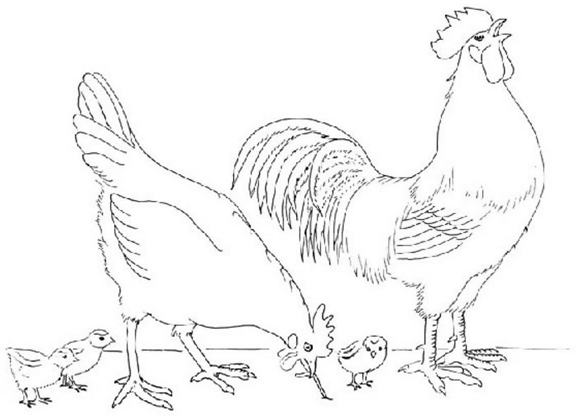 Dibujo para colorear: Gallo (Animales) #4126 - Dibujos para Colorear e Imprimir Gratis