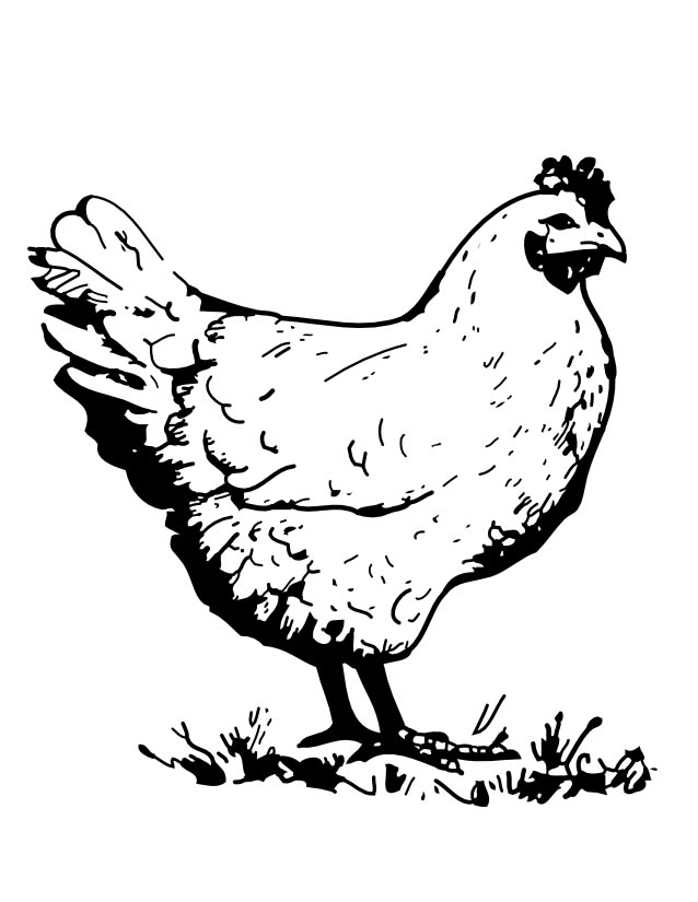 Dibujo para colorear: Gallo (Animales) #4133 - Dibujos para Colorear e Imprimir Gratis