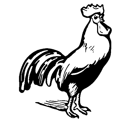 Dibujo para colorear: Gallo (Animales) #4143 - Dibujos para Colorear e Imprimir Gratis