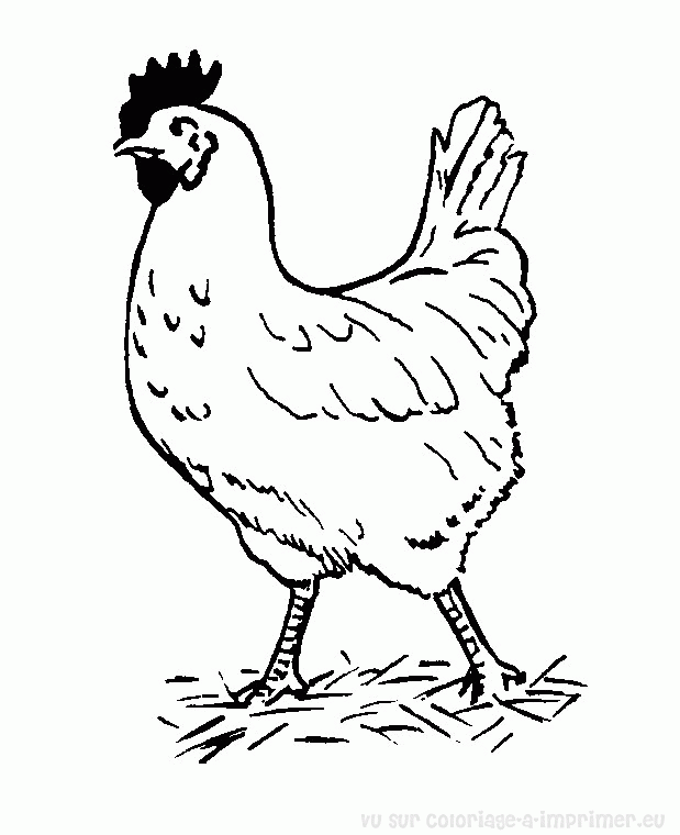 Dibujo para colorear: Gallo (Animales) #4174 - Dibujos para Colorear e Imprimir Gratis