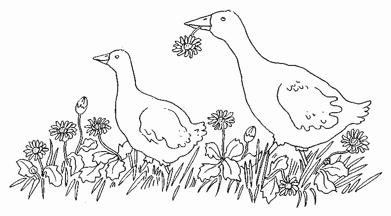 Dibujo para colorear: Ganso (Animales) #11691 - Dibujos para Colorear e Imprimir Gratis