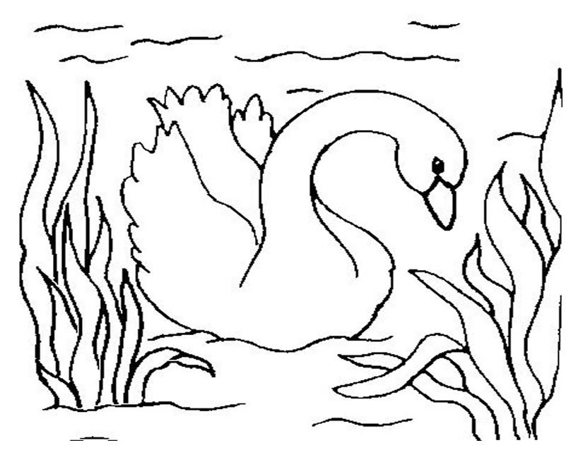 Dibujo para colorear: Ganso (Animales) #11718 - Dibujos para Colorear e Imprimir Gratis