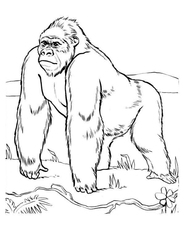 Dibujo para colorear: Gorila (Animales) #7421 - Dibujos para Colorear e Imprimir Gratis