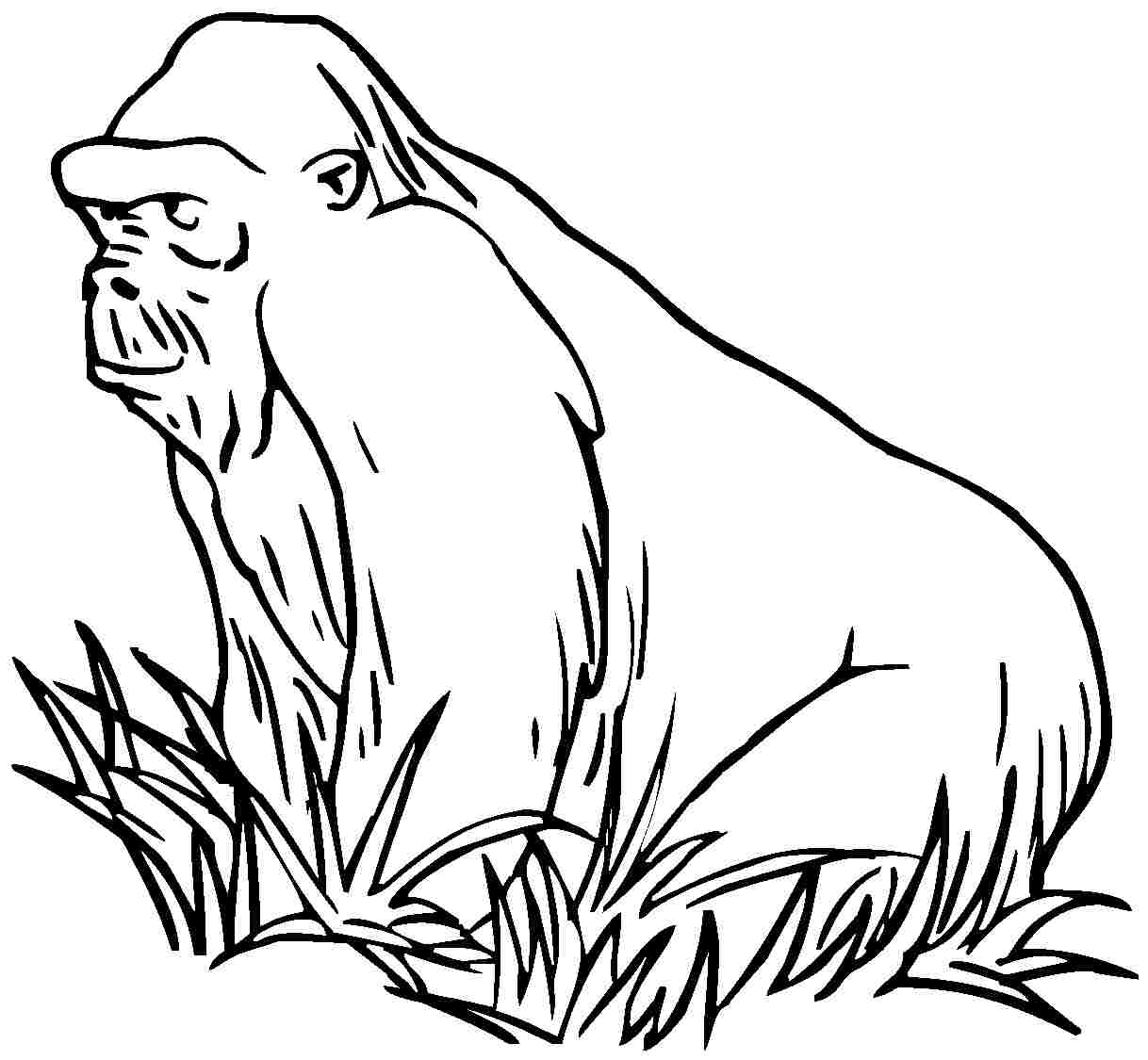 Dibujo para colorear: Gorila (Animales) #7514 - Dibujos para Colorear e Imprimir Gratis