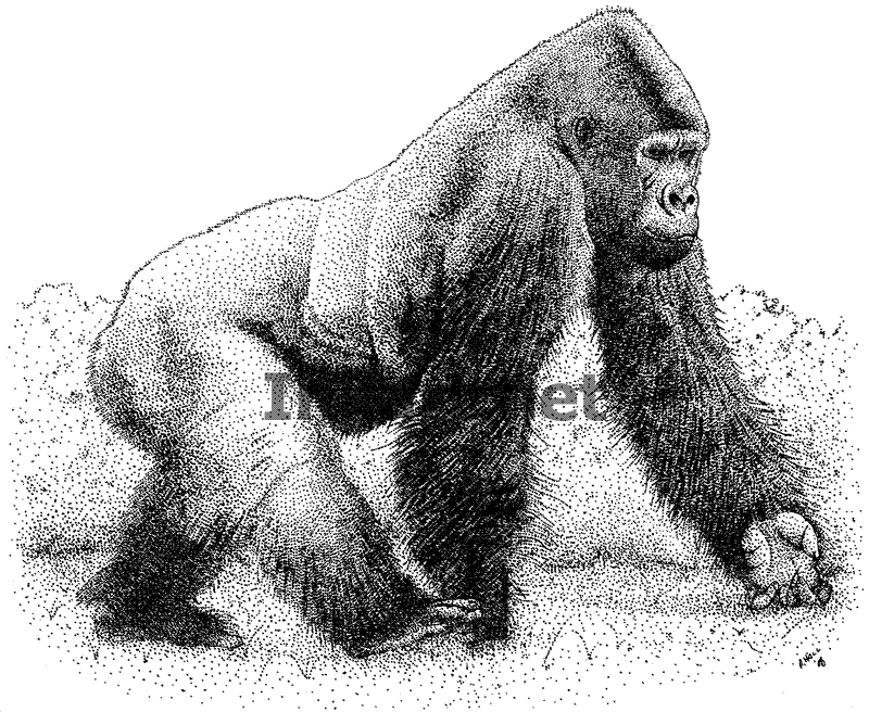 Dibujo para colorear: Gorila (Animales) #7563 - Dibujos para Colorear e Imprimir Gratis