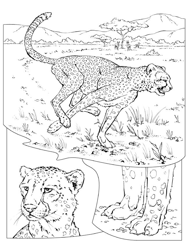 Dibujo para colorear: Guepardo (Animales) #7886 - Dibujos para Colorear e Imprimir Gratis