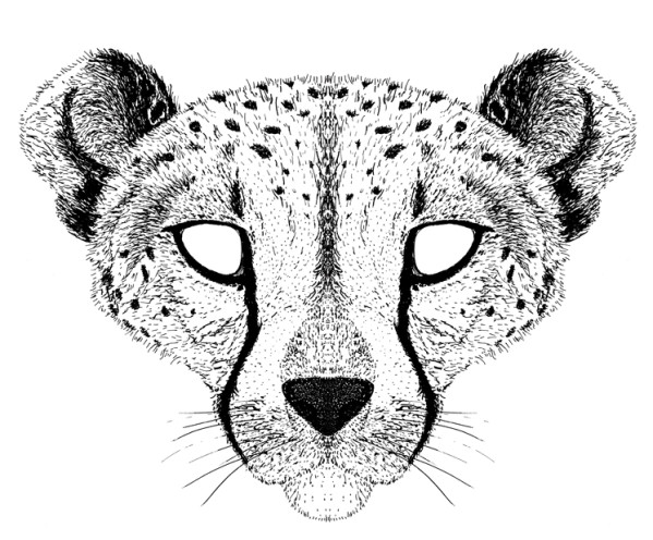 Dibujo para colorear: Guepardo (Animales) #7922 - Dibujos para Colorear e Imprimir Gratis