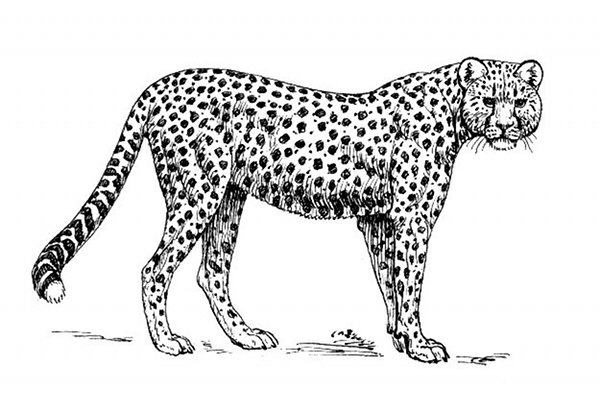 Dibujo para colorear: Guepardo (Animales) #7966 - Dibujos para Colorear e Imprimir Gratis