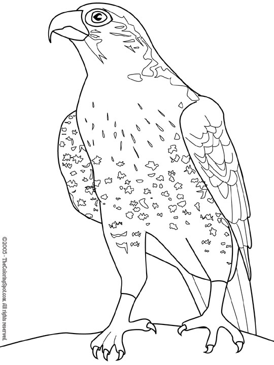 Dibujo para colorear: Halcón (Animales) #6821 - Dibujos para Colorear e Imprimir Gratis