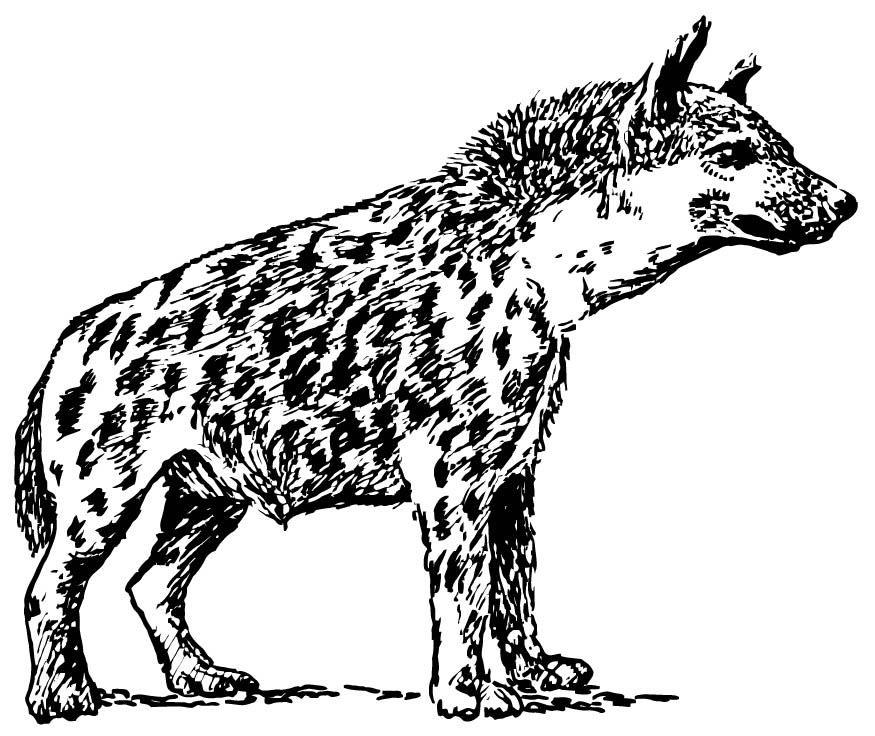 Dibujo para colorear: Hiena (Animales) #19637 - Dibujos para Colorear e Imprimir Gratis