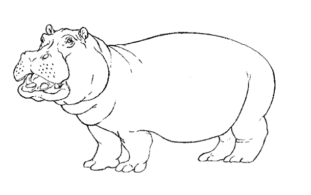 Dibujo para colorear: Hipopótamo (Animales) #8614 - Dibujos para Colorear e Imprimir Gratis