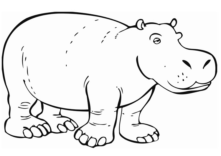 Dibujo para colorear: Hipopótamo (Animales) #8641 - Dibujos para Colorear e Imprimir Gratis