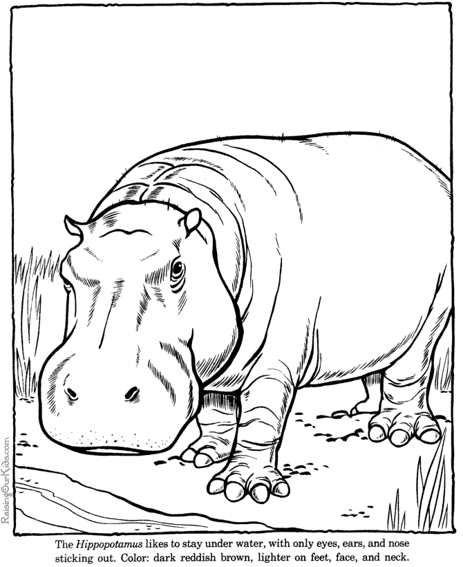 Dibujo para colorear: Hipopótamo (Animales) #8656 - Dibujos para Colorear e Imprimir Gratis