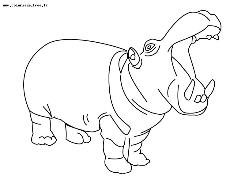 Dibujo para colorear: Hipopótamo (Animales) #8663 - Dibujos para Colorear e Imprimir Gratis