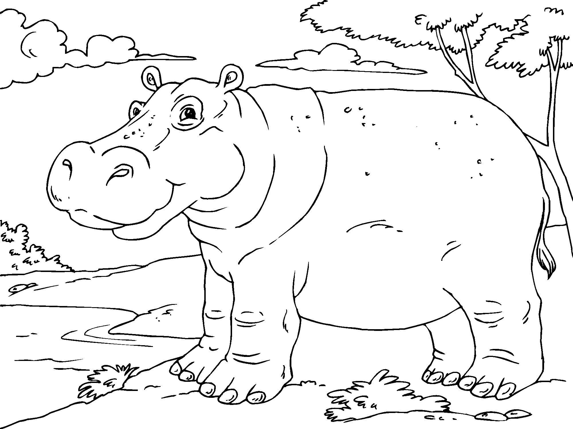 Dibujo para colorear: Hipopótamo (Animales) #8735 - Dibujos para Colorear e Imprimir Gratis
