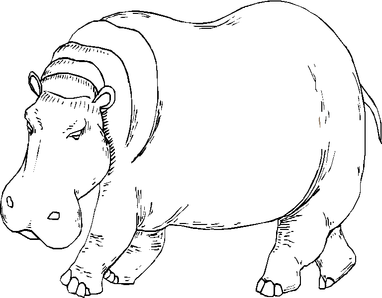 Dibujo para colorear: Hipopótamo (Animales) #8745 - Dibujos para Colorear e Imprimir Gratis
