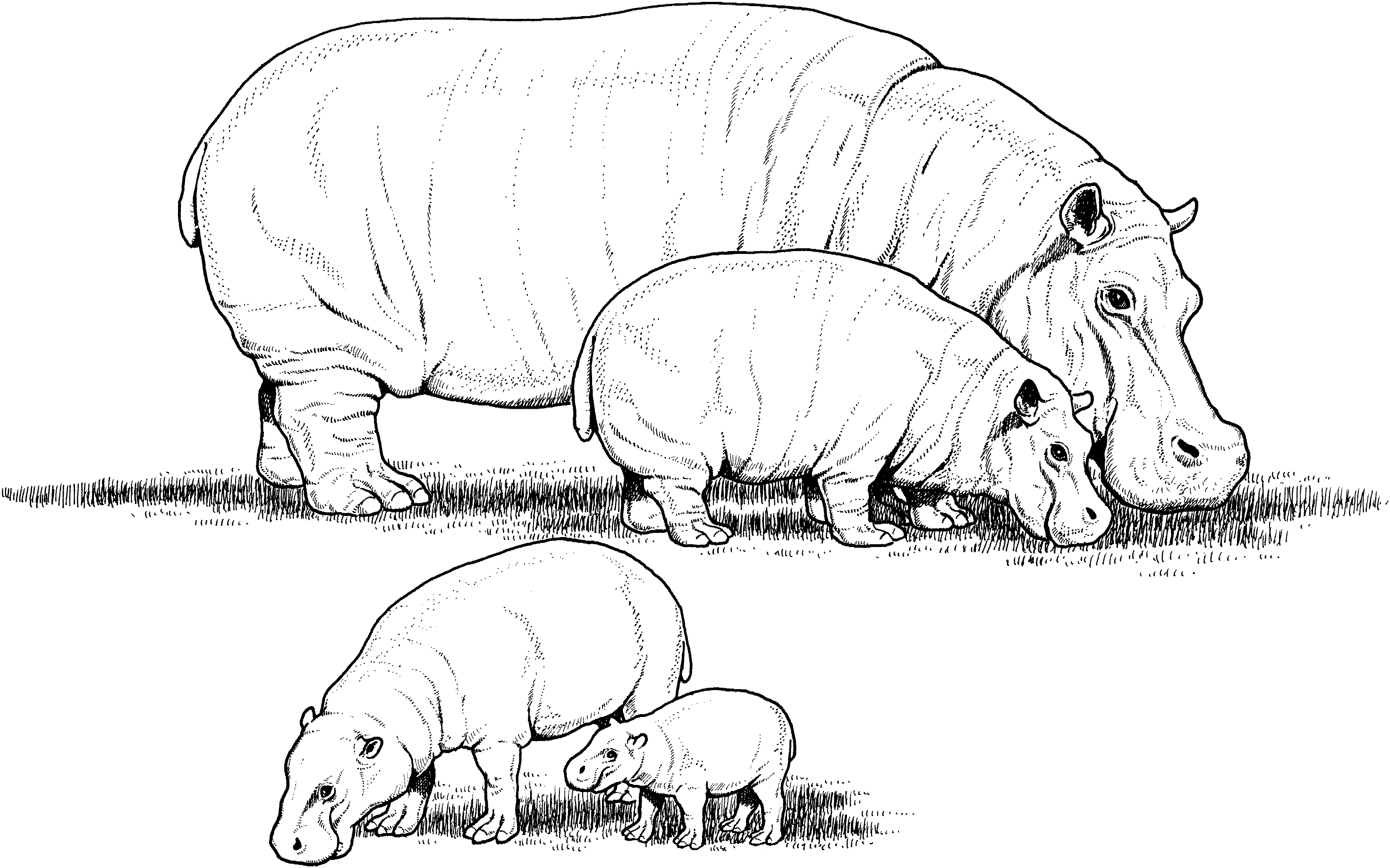 Dibujo para colorear: Hipopótamo (Animales) #8757 - Dibujos para Colorear e Imprimir Gratis