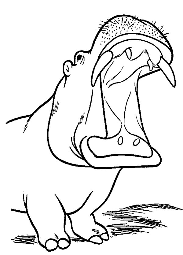 Dibujo para colorear: Hipopótamo (Animales) #8772 - Dibujos para Colorear e Imprimir Gratis