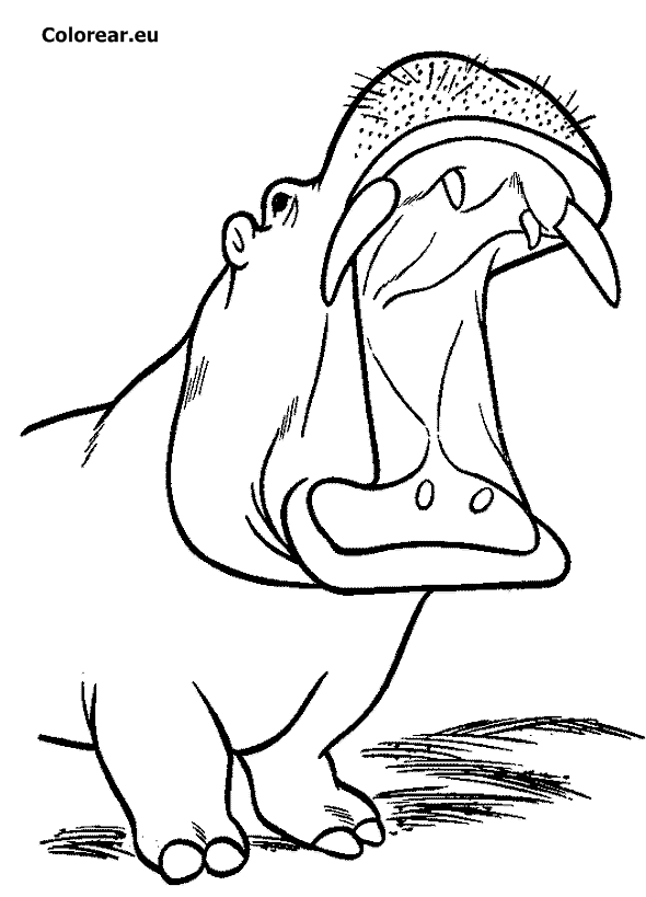 Dibujo para colorear: Hipopótamo (Animales) #8783 - Dibujos para Colorear e Imprimir Gratis
