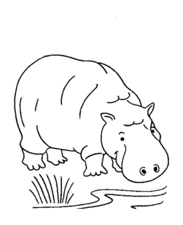 Dibujo para colorear: Hipopótamo (Animales) #8804 - Dibujos para Colorear e Imprimir Gratis