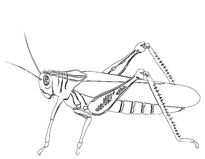Dibujo para colorear: Hormiga (Animales) #7082 - Dibujos para Colorear e Imprimir Gratis