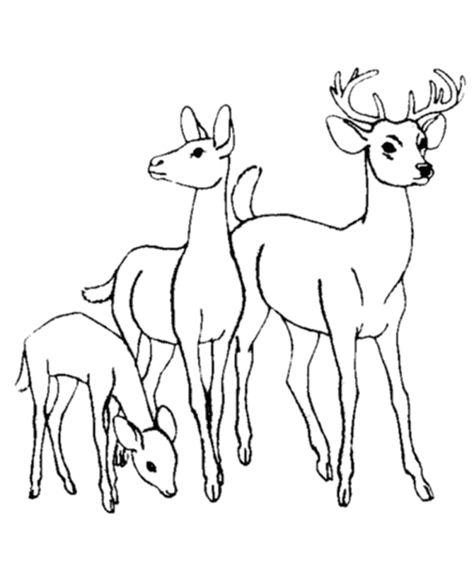 Dibujo para colorear: Hueva (Animales) #2563 - Dibujos para Colorear e Imprimir Gratis